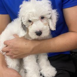 Buckeye - Parti male Goldendoodle puppy in Eaton, Ohio from Dezi’s Sonshine Doodles