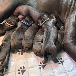 Cane Corso Puppies from CANE CORSO DI DROGHEDA