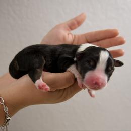 Chandler - Black tri-color male Australian Shepherd puppy in Bertram, Texas from Ashley’s Australian Shepherds
