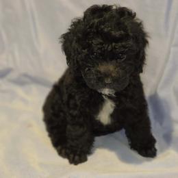 Boy 3 - Black male Poodle puppy in North Augusta, South Carolina from Tiny Paws Luxury Pets