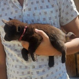 Sunfall - Chocolate female Schipperke puppy in Randsburg, California from Schipperke Ranch