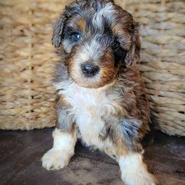 Buck - Blue merle male Aussiedoodle puppy in Crete, Nebraska from Doodles & Co