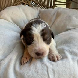 Cora - Red tri-color female Australian Shepherd puppy in Grants Pass, Oregon from Carmel Mountain Aussies