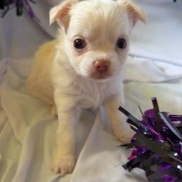 Sid - Cream and white male Chihuahua puppy in Austin, Indiana from Dog Bones N Harmony