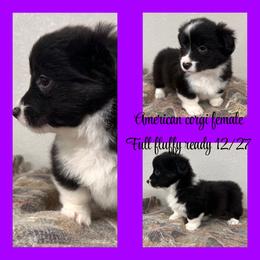 Amber - Black and white female American Corgi puppy in Hico, Texas from Chisholm Trail Kennels