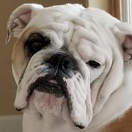Bulldogs from BtS Bulldogs