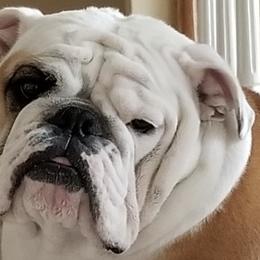 Bulldogs from BtS Bulldogs