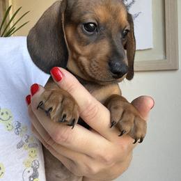 Dachshund All Grown Up from Hotdawgz standard AKC dachshunds
