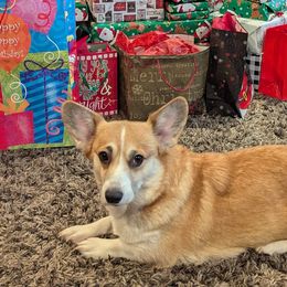 Jade - Pembroke Welsh Corgi