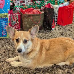Jade - Pembroke Welsh Corgi