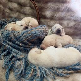 Romeo - Yellow male Labrador Retriever puppy in Sweet Home, Oregon from Knotty Creek Labradors
