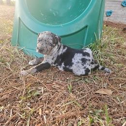 Remington NALC - Blue merle male Catahoula Leopard Dog puppy in Doerun, Georgia from Twig & Tail Puppies