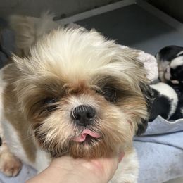 Pinkie - Shih Tzu