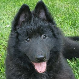 Belgian Sheepdogs from Sarron Belgian Sheepdogs