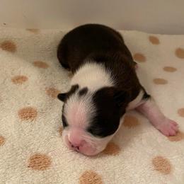 Luna - Black and white female Boston Terrier puppy in Imperial, Missouri from Boston Kup Breeders