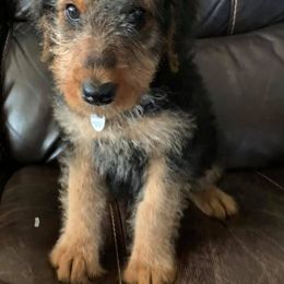 Airedale Terrier Puppies from Pilots Acres