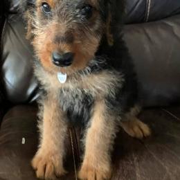 Airedale Terrier Puppies from Pilots Acres