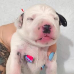 Charmander (Red Collar) - White and black male Dalmatian puppy in Raymondville, Missouri from Wagner's Dalmatian's