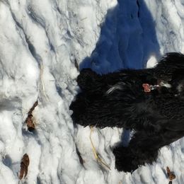Gunnar - Cocker Spaniel