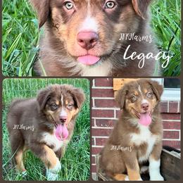 1 Legacy - Red tri-color male Australian Shepherd puppy in Huntington, Texas from JKKJ Farms, LLC