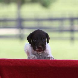 Boy 2 - Liver and white male German Wirehaired Pointer puppy in Reddick, Florida from Afterhours German Wirehaired Pointers and Basset Fauve de Bretagne