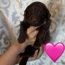 Miracle - Brown female Newfoundland puppy in New Paris, Ohio from Beatty Newfies