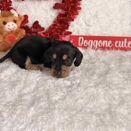 Skeeter - Black and cream male Dachshund puppy in Hillsville, Virginia from Bonderosa Kennels