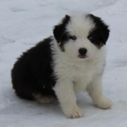 Penelope - Black tri-color female Australian Shepherd puppy in Kansas, Oklahoma from Windy G Farm