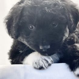 Aussiedoodle Puppies from Barefoot Acres NC Aussie Doodles