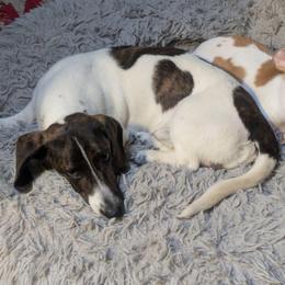 2 Peppy La Pew - Piebald male Dachshund puppy in Central Point, Oregon from MRS Long Dog Ranch