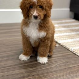 Labradoodle Puppies from California Double Doodles