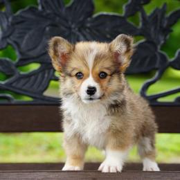 Boone-FLUFFY COAT - Sable male Pembroke Welsh Corgi puppy in Berea, Kentucky from SunShine Corgis