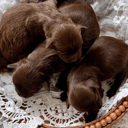 Shihpoo puppies from The Teddybear Shihpoo