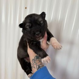 Green - Agouti and white male Siberian Husky puppy in Jonesborough, Tennessee from Dry Creek Siberians