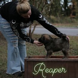 Neapolitan Mastiff and Tibetan Mastiff Puppies from Carolina Coastal Mastinos