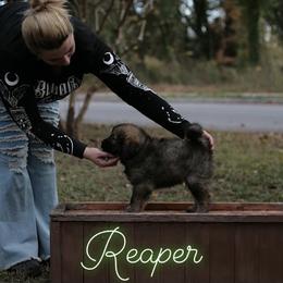 Neapolitan Mastiff and Tibetan Mastiff Puppies from Carolina Coastal Mastinos