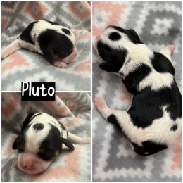 Pluto - Tri-color male Cavalier King Charles Spaniel puppy in Spring Hill, Florida from Wonderland Cavaliers