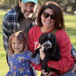 Lucky Country Rooster (Brown Collar Male) - Chocolate Australian Labradoodle puppy in Wake Forest, North Carolina from Lucky Country Labradoodles