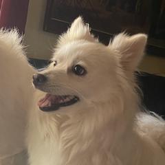 Bella - American Eskimo Dog