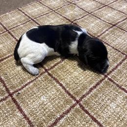 Female - Black and white female German Shorthaired Pointer puppy in Wadena, Minnesota from Helmbrecht GSP's