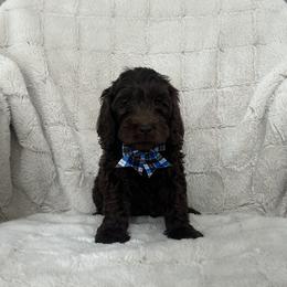 Poochie - Chocolate male Australian Labradoodle puppy in Morristown, New Jersey from English Manor Labradoodles