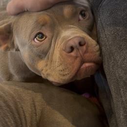 American Bully puppies from Byrnes Royal Bullyz