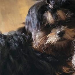 Nova - Shih Tzu