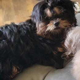 Nova - Shih Tzu