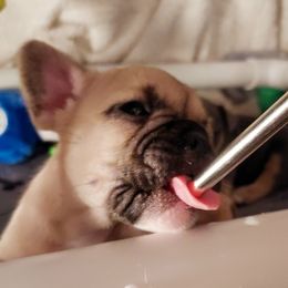 French Bulldog Puppies from Metro Frenchies