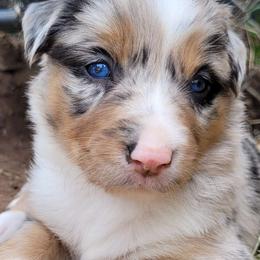 Girl 2 Eve - Blue merle Border Collie puppy in Morgan, Texas from Shooting Star Ranch