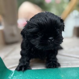 Lucas - Black male Shih Tzu puppy in Spring, Texas from Precious Tzu Crew