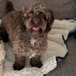 Dontrelle - Cockapoo