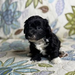 Girl 1 061025 MC - Black & white female Maltipoo puppy in Bakersfield, California from Silvia's Maltipoos