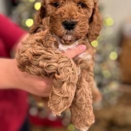 Goldendoodle Puppies from Sunnydoodle Utah
